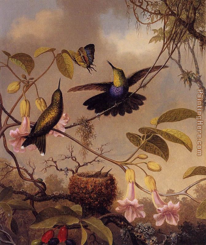 Fort-Tailed Woodnymph painting - Martin Johnson Heade Fort-Tailed Woodnymph art painting